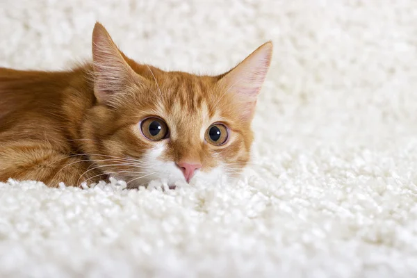 Jengibre gato viendo — Foto de Stock