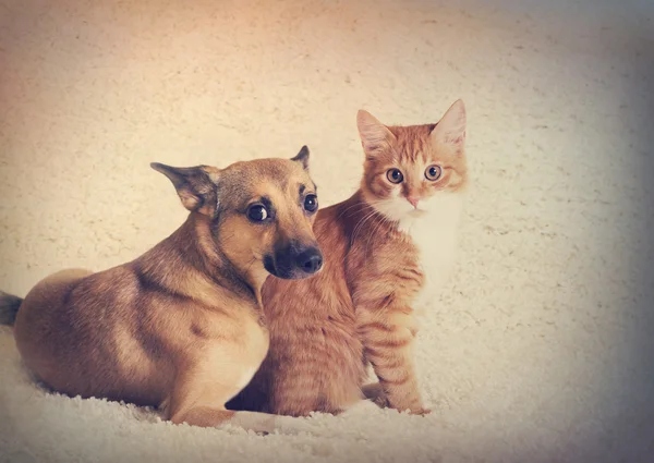Γάτας και σκύλου που ψάχνει — Φωτογραφία Αρχείου
