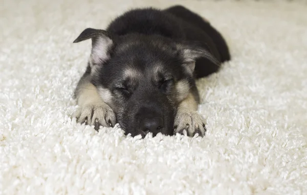 Um cão adormecido — Fotografia de Stock