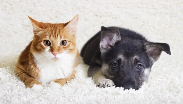 ลูกแมวและลูกสุนัข — ภาพถ่ายสต็อก