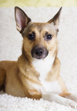 izlerken bir köpek yavrusu