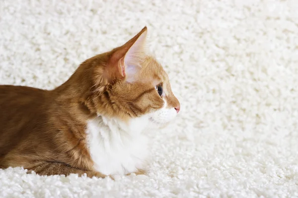 Un gatito viendo — Foto de Stock