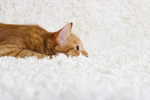 A kitten watching — Stock Photo, Image