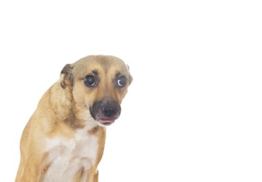 beyaz zemin üzerinde komik köpek