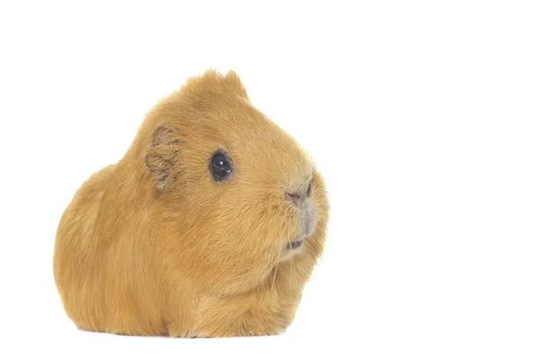 Goldenes Meerschweinchen auf weißem Hintergrund — Stockfoto