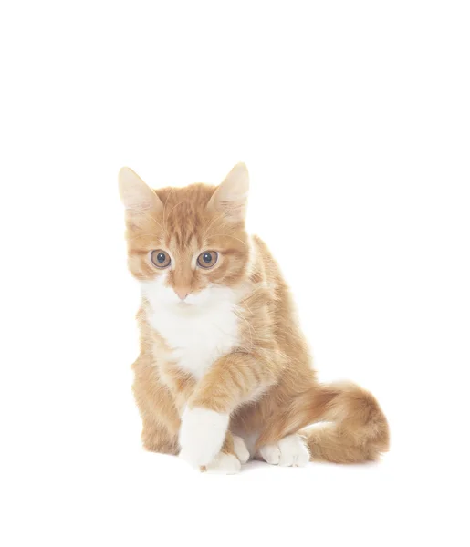 Gracioso gato rojo sobre un fondo blanco —  Fotos de Stock