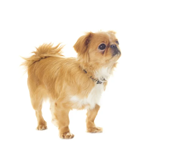 Chien pékinois debout sur un fond blanc isolé — Photo