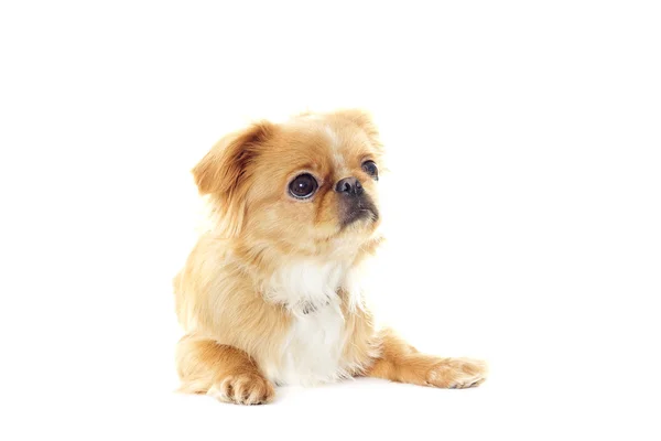 Pekingese cachorro olhando — Fotografia de Stock