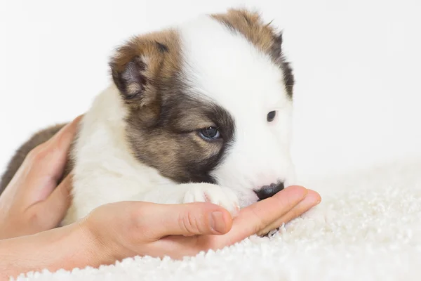 Cucciolo e mano — Foto Stock