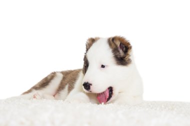 Namlu çoban köpek yavrusu