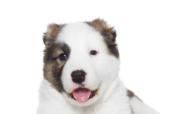 Cachorro de pastor de focinho — Fotografia de Stock