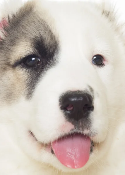 Pastor cachorro de cerca — Foto de Stock