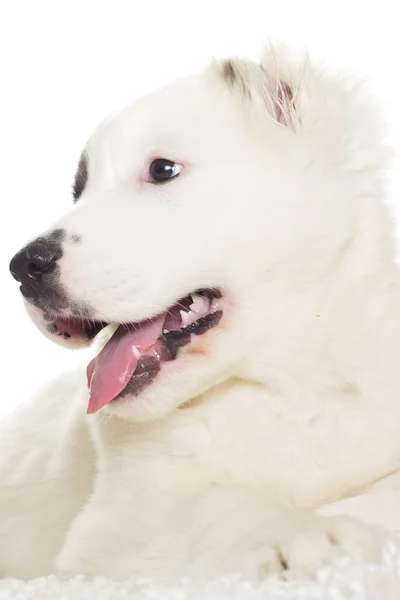 Shepherd puppy close up — Stock Photo, Image