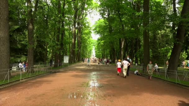 Een Schaduwrijke Steeg Peterhof Fonteinen Aardvorets Neergeschoten Uhd — Stockvideo