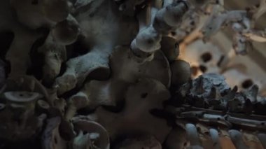 Ossuary, Kostnice, Çek Cumhuriyeti, Kutna Hora, Sedlec. 4K 'de video, UHD. Gerçek zamanlı..