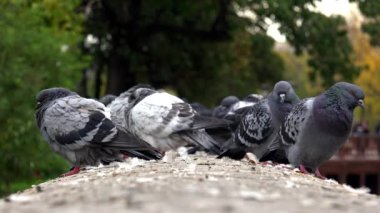 Paris 'teki Seine Nehri' ndeki güvercinler. 4K 'da video, UHD