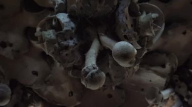 Ossuary, Kostnice, Çek Cumhuriyeti, Kutna Hora, Sedlec. 4K 'de video, UHD. Gerçek zamanlı..