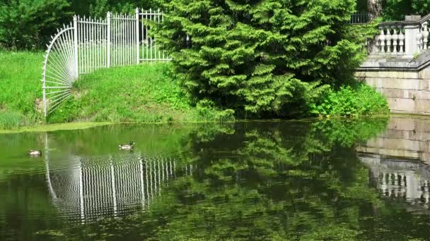 Een Marmeren Brug Pushkin Catherine Park Tsarskoje Selo Architectuur Monumenten — Stockvideo