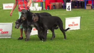 İrlandalı kurt köpeği. Tazıları çiftleştir. 4K 'deki video. Gerçek zamanlı..