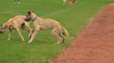 İrlandalı kurt köpeği. Tazıları çiftleştir. 4K 'deki video. Gerçek zamanlı..
