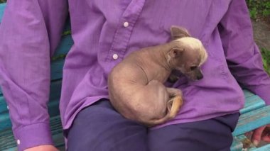 Küçük çıplak köpek. Çin arması. 4K 'deki video. Gerçek zamanlı..