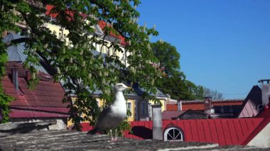 Yaşlı Tallinn. Mimarlık, eski evler, sokaklar ve mahalleler. 4K 'da video, UHD