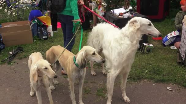 Greyhound Russe Chien Loup Russe Elevez Des Lévriers Vidéo Temps — Video