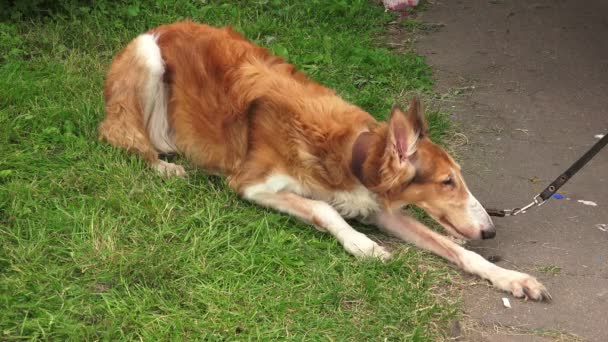 Greyhound Russe Chien Loup Russe Elevez Des Lévriers Vidéo Temps — Video