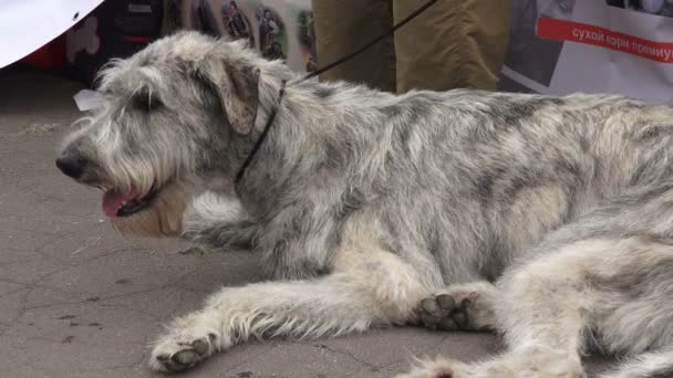 Cão Lobo Irlandês Raça Galgos Vídeo Tempo Real — Vídeo de Stock