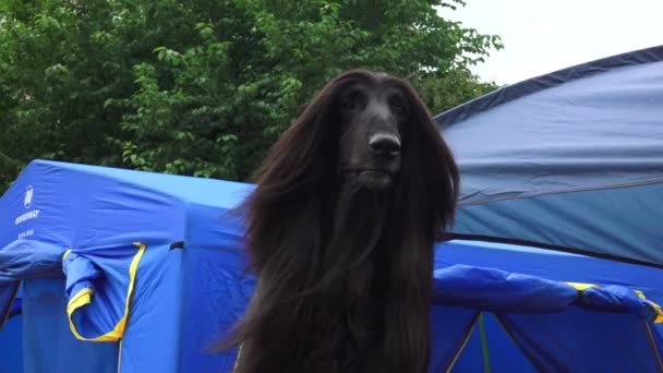 Afghan Hound Breed Greyhounds Video Real Time — Stock Video