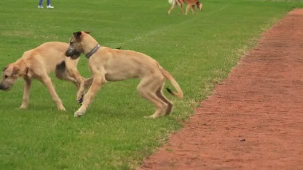 Loup Garou Irlandais Elevez Des Lévriers Vidéo Temps Réel — Video