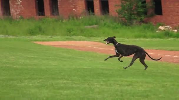 Grand Chien Noir Jouant Sur Herbe Vidéo Temps Réel — Video