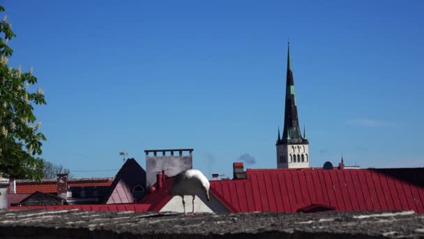 Yaşlı Tallinn Mimarlık Eski Evler Sokaklar Mahalleler Video Uhd — Stok video
