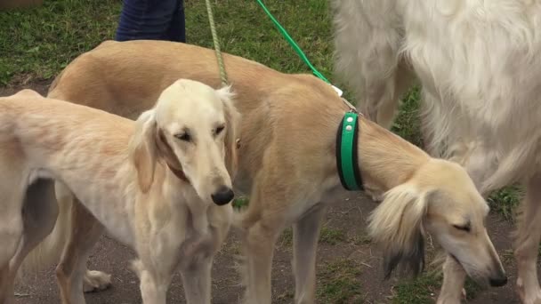 Greyhound Russe Chien Loup Russe Elevez Des Lévriers Vidéo Temps — Video