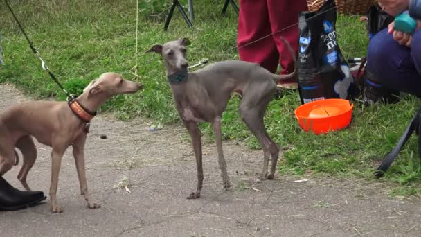 Italian Greyhound Breed Greyhounds Video Real Time — Stock Video