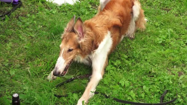 Greyhound Russe Chien Loup Russe Elevez Des Lévriers Vidéo Temps — Video