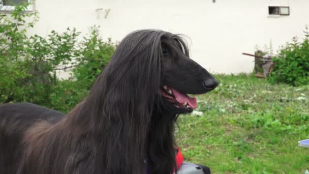 Chien Afghan Elevez Des Lévriers Vidéo Temps Réel — Video