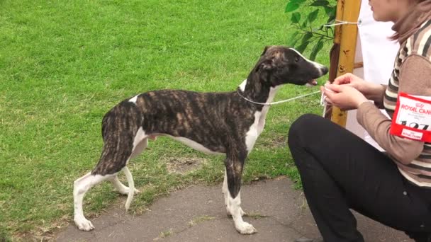 Greyhound Italien Elevez Des Lévriers Vidéo Temps Réel — Video