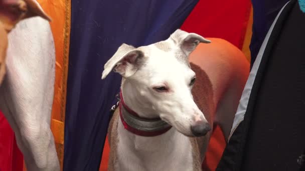 Greyhound Italien Elevez Des Lévriers Vidéo Temps Réel — Video