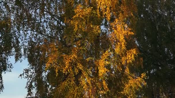 Huş ağacı yaprakları mavi gökyüzü — Stok video