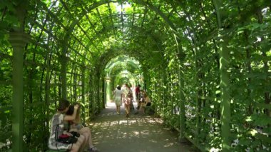 Yaz bahçesinde Pople yürüyüş