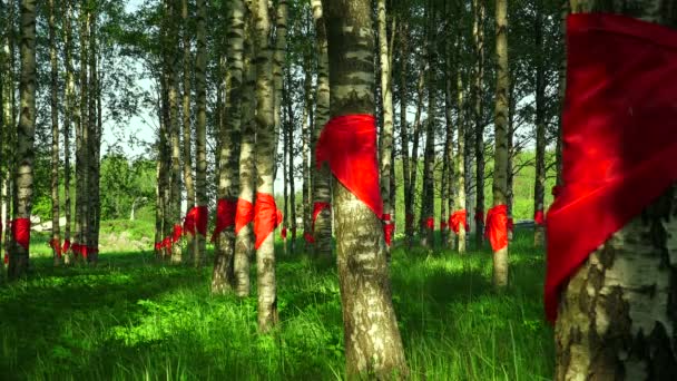 Röd pionjär band bundet på Björk. 4k. — Stockvideo