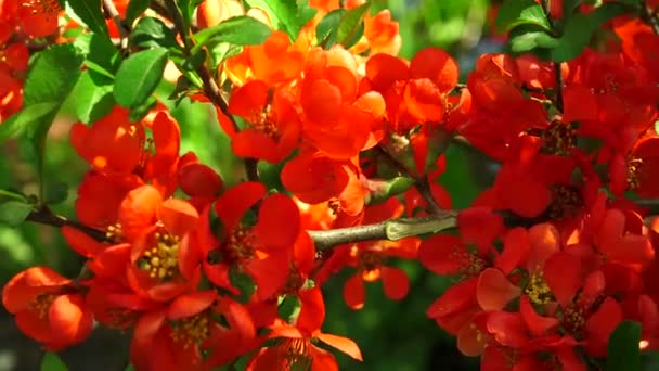 Quince. Flores rojas. 4K . — Vídeos de Stock