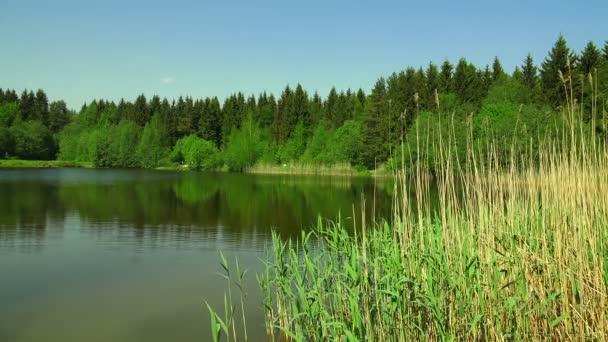 Lago en el bosque. 4K . — Vídeo de stock