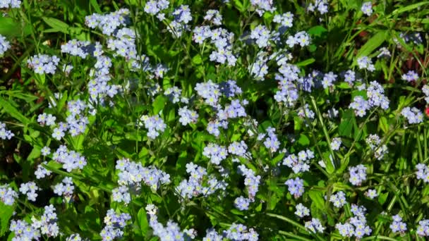 ワスレナグサ。青い花。4 k. — ストック動画