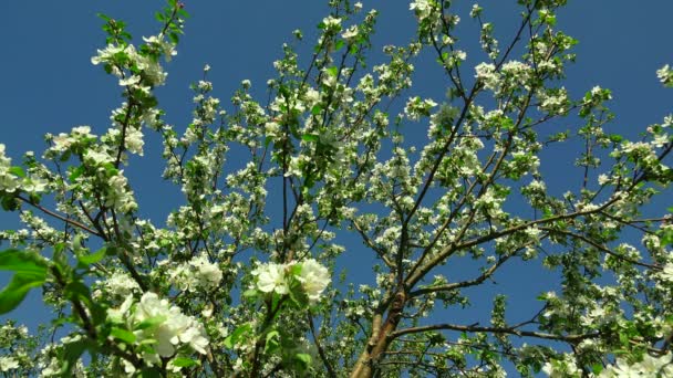 Apple blossom. 4k. — Stockvideo
