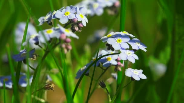 Forget-me-nots. Μπλε λουλούδια. 4k. — Αρχείο Βίντεο