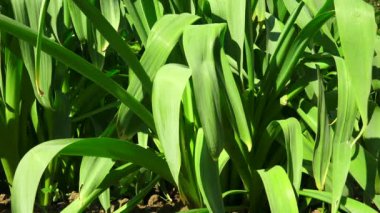 Nergis yaprakları. 4k