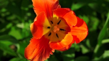 Kırmızı lale. 4k.