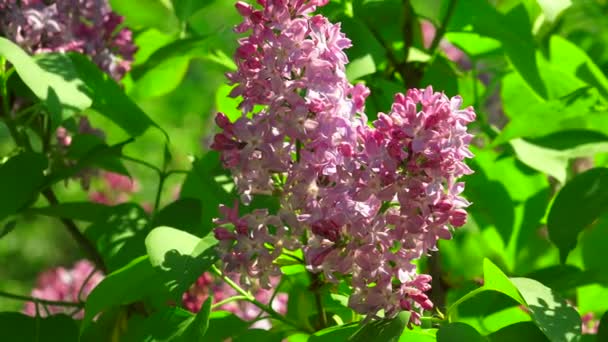 Fliederblüten. 4k. — Stockvideo